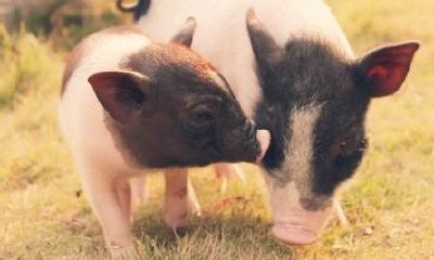 属猪的2023年吉祥色（1983属猪人40岁到49岁运程）