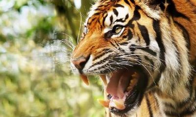 74年属虎的性格（74年属虎的男人什么性格）