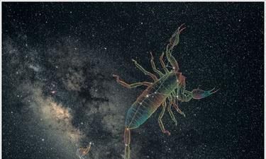 天蝎座为什么叫商星（天蝎座商人企业家）