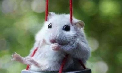 属猴人聪明还是属鼠人聪明（属鼠和属猴关系怎么样）