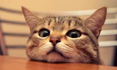 给猫取名字沙雕可爱（猫叫什么名字最招财）