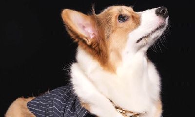 今年属狗的运势幸运色（属狗的人的幸运色是什么）