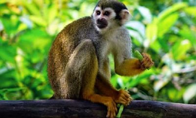 属猴子2023年多少岁（属猴的是202几年）