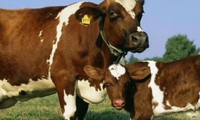 属牛人辰时生（属牛人一生命运）