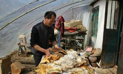 农民挖出太岁卖了300万（男子水沟挖到68斤太岁）