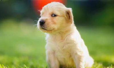 怎样给小狗起名字好听（最佳厨房方位图风水）