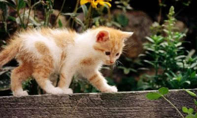 生肖属狗的人适合养猫吗（属狗的人千万不要养猫）