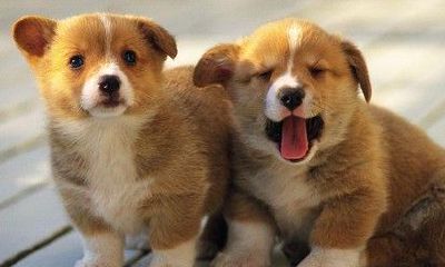 属狗运程揭秘（看看属狗的财运）