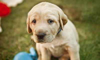 82年狗一生的事业运程（82年的生肖狗一生运势）