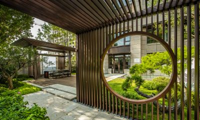 招财树盆栽怎么修剪（招财树有几种）