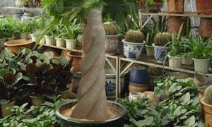 霸气招财的狗名字黄色（顺口招财狗名）