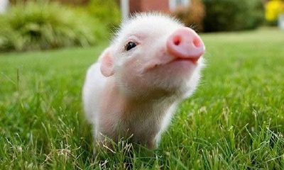 25岁属猪吗（95年属猪的女生要晚婚）