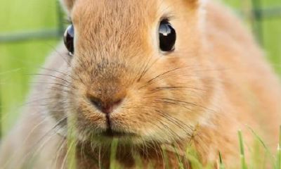 生肖属兔的贵人有哪些（属马的六个合贵人）