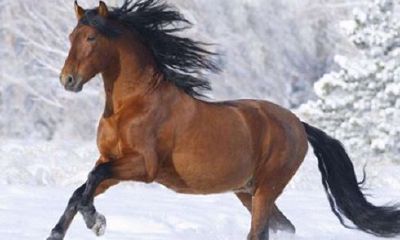 1966年属马人54岁发生（1966人属马54岁后命运）