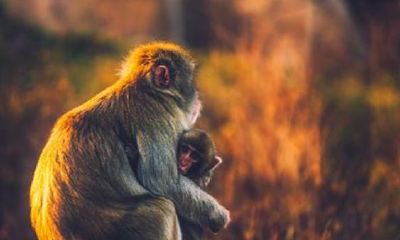 80年属猴的是什么性格特点（80年属猴女和什么属相最配）