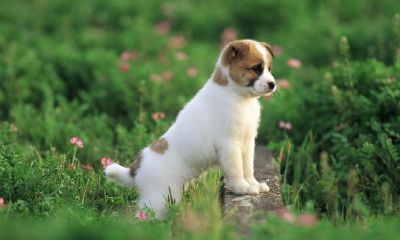 宠物起名字的常见方法（根据主人名字给宠物起名字）