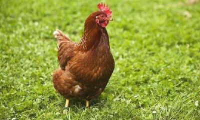 57年属鸡性格好不好（57年属鸡的婚姻）