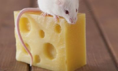 梦见一个超级大的老鼠（梦见巨大老鼠是什么意思）