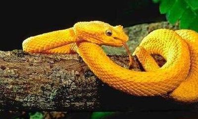 周公解梦梦见蛇缠身上又把它甩掉（梦见蛇缠身后又甩掉了）