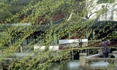 院子种含笑树风水好吗（85年10月10日是什么星座）