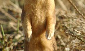 看到黄大仙过马路（白天看见黄大仙过路）