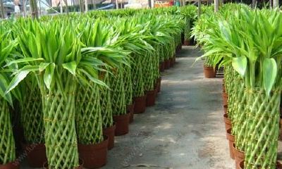 富贵竹的风水寓意（长白太岁结婚打架）