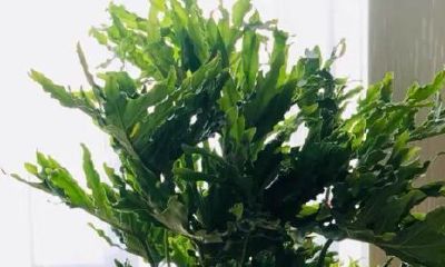 客厅摆什么假花好看又招财（客厅摆放什么镇宅招财）