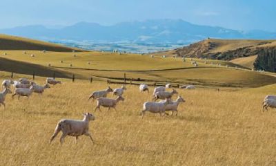 2003年属什么生肖运程（74年属虎人今年运程）