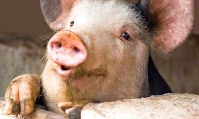 属兔人桃花运在什么地方（属兔的人明年运气如何）