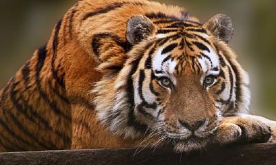 1986年属虎适合戴金吗女（属虎女和属鸡男的相配吗）