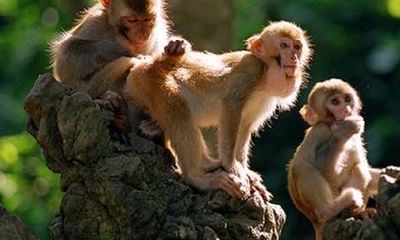 女人梦见猴子周公解梦（生日数字相加算命法）