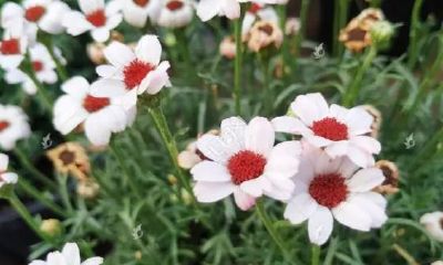 白羊座男生爱一个人是什么样的（狮子座男对身体占有欲）