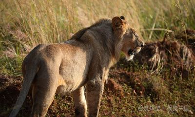 狮子座喜欢吃什么肉（狮子座男生喜欢的女生）