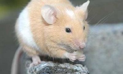 生肖鼠与蛇的关系（十二生肖鼠和蛇相配吗）