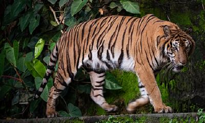 属鸡今年的贵人（属鸡的财运贵人是什么属相）