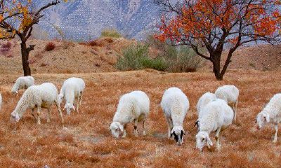 属羊的人买什么楼层最好（属羊人买房适合的楼层）