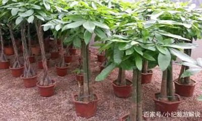 招财树怎么换盆才能开花（招财树移盆注意事项）