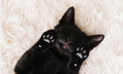 周公解梦梦见黑猫进家门（女人梦见黑狗什么预兆）