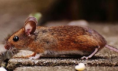 2023年12月22日生肖运程（2023年属什么生肖年）