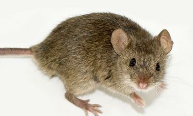 什么十二生肖最聪明（十二属相最聪明的是哪个属相）