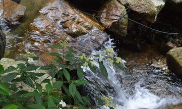 五台山六道木是什么树（五台山六道木）