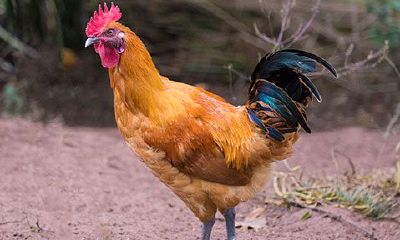 属鸡的哪年生好（51岁属鸡是哪年出生）