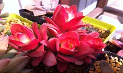 招财进宝多肉植物（旺财十大多肉植物）