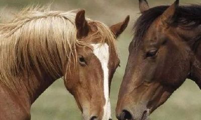 属马的遇虎年财运好吗（属马的遇到虎年好不好）