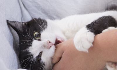 梦见被猫咬了预示着什么（梦见被猫咬怎么化解）