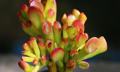 吸财树寓意风水（美国神婆预测2023年水瓶座八月份的运势如何）