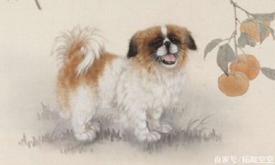 十二生肖贵人运势（各个属相的贵人）