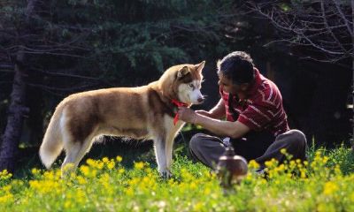 女人梦见大狗接近自己是好还是不好（女人梦见狗好不好）