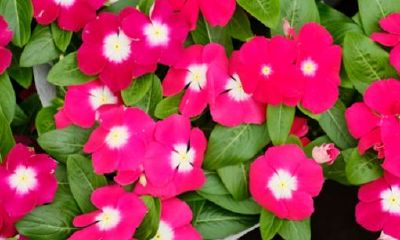 取名长春的寓意（兮字取名寓意好吗）