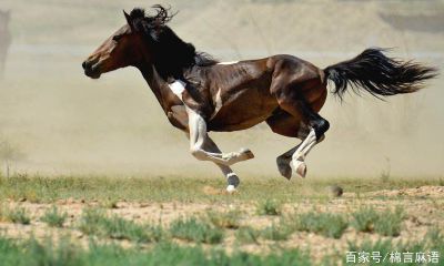 九零年属羊的是什么命（1979年属羊是什么命）